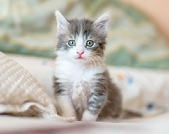 Felinologlarımız